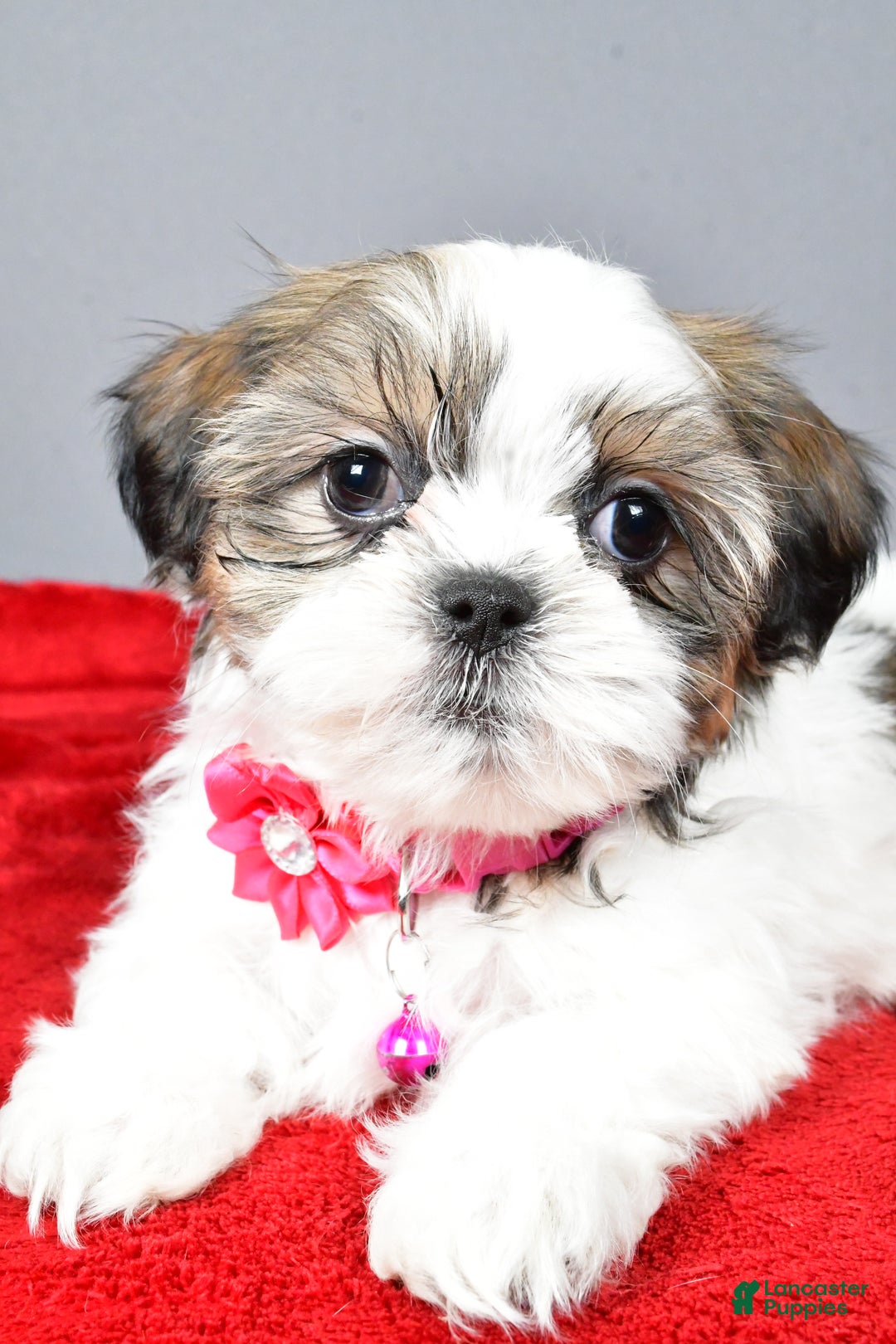 Shih Tzu dogs for sale: Cassidy - Ad 3