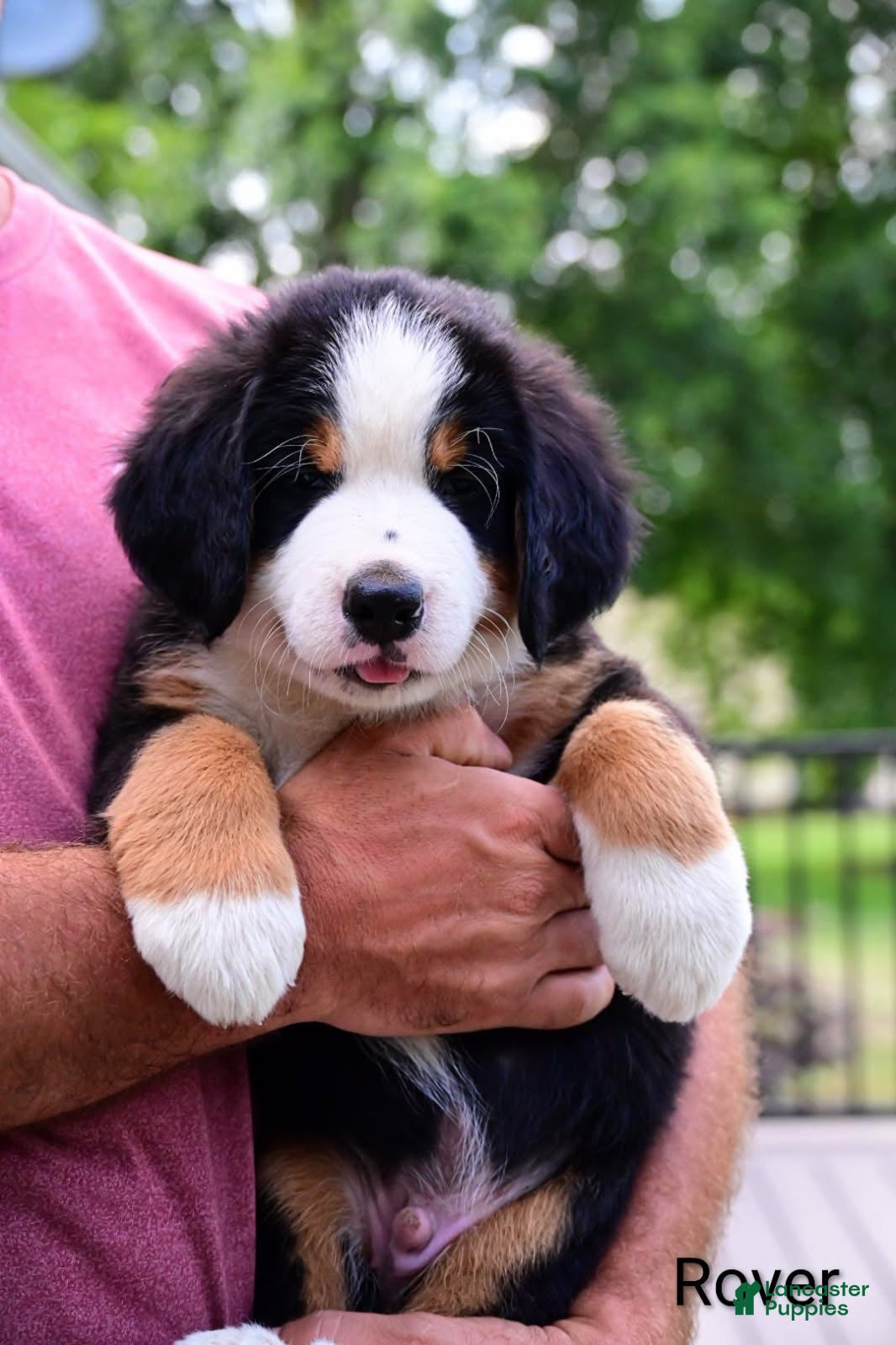 Bernese Mountain Dog dogs Rover - Ad 2