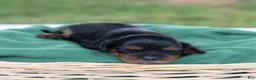 Cavalier King Charles Spaniel dogs for sale: Waldo - Ad 10