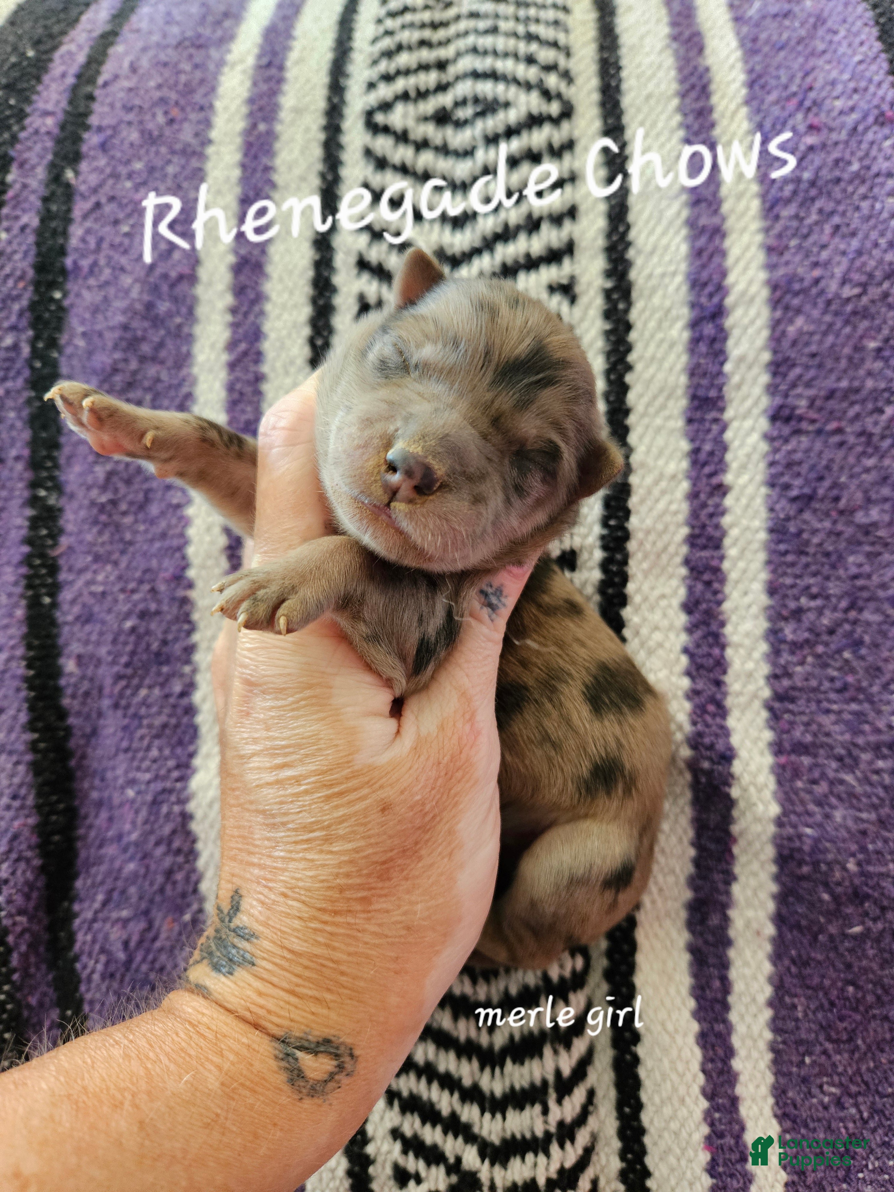 Chow Chow dogs Merle female - Ad 1