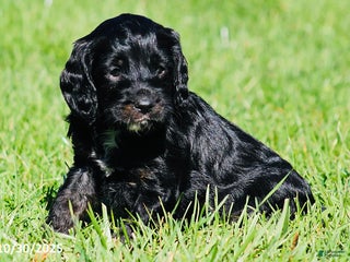 Mixed Breed dogs - Ad 22