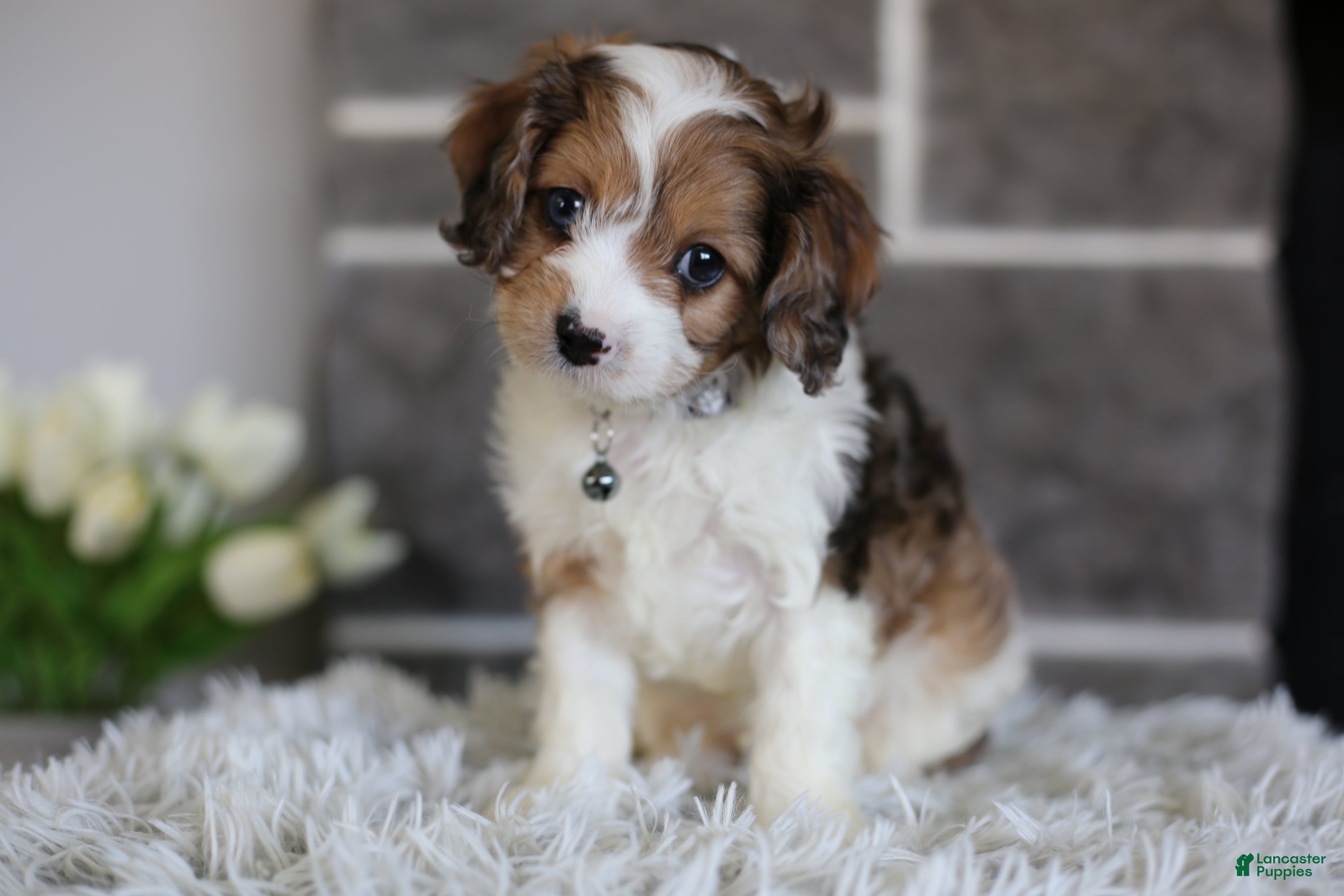 Cavapoo dogs Aspen - Ad 1
