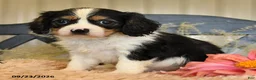 Cavalier King Charles Spaniel dogs for sale: Phoenix - Ad 4