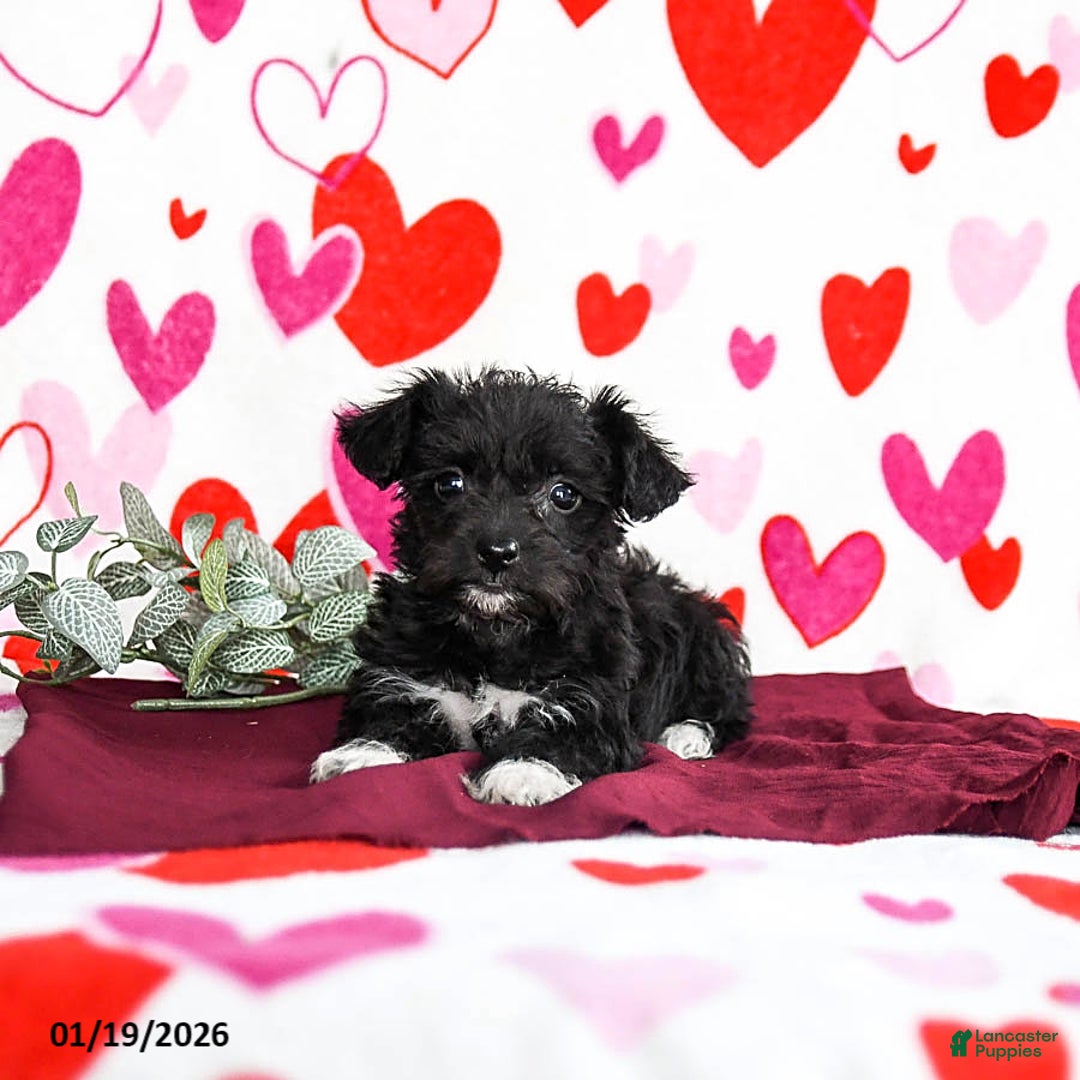 Yochon dogs for sale: Shadow - Ad 2