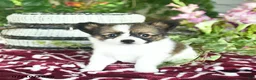 Papillon dogs for sale: Olivia  - Ad 1