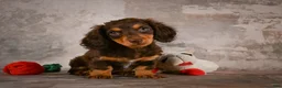 Miniature Dachshund dogs for sale: Sophie - Ad 9