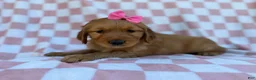 Golden Retriever dogs for sale: Mittens  - Ad 1