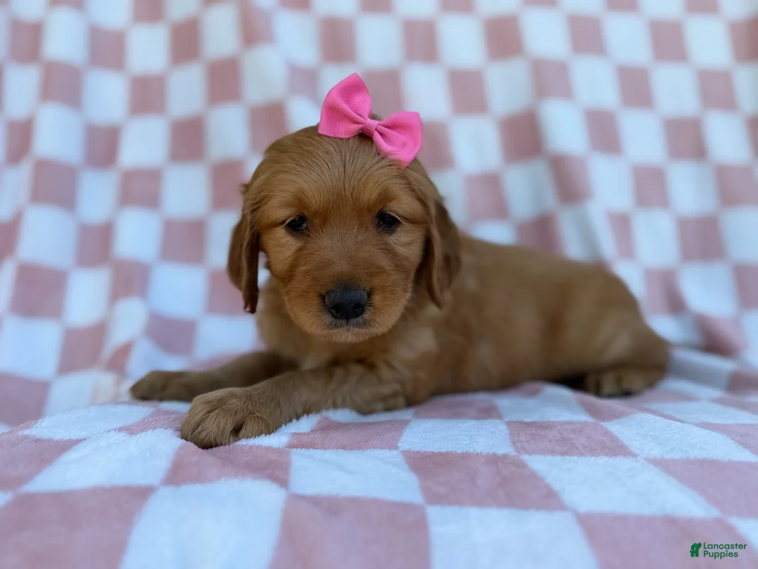 Golden Retriever dogs for sale: Mittens  - Ad 1