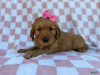 Golden Retriever dogs Mittens - Ad 3