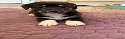 Mixed Breed dogs for sale: Mixed Breed 4 - Ad 3