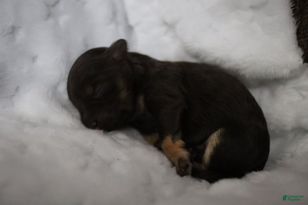 Havanese dogs for sale: Hershey Kiss - Ad 13