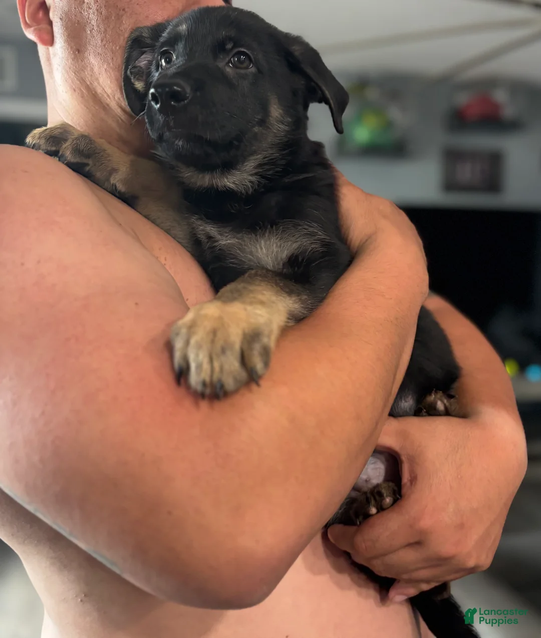 German Shepherd dogs for sale: German Shepherd 6 - Ad 2