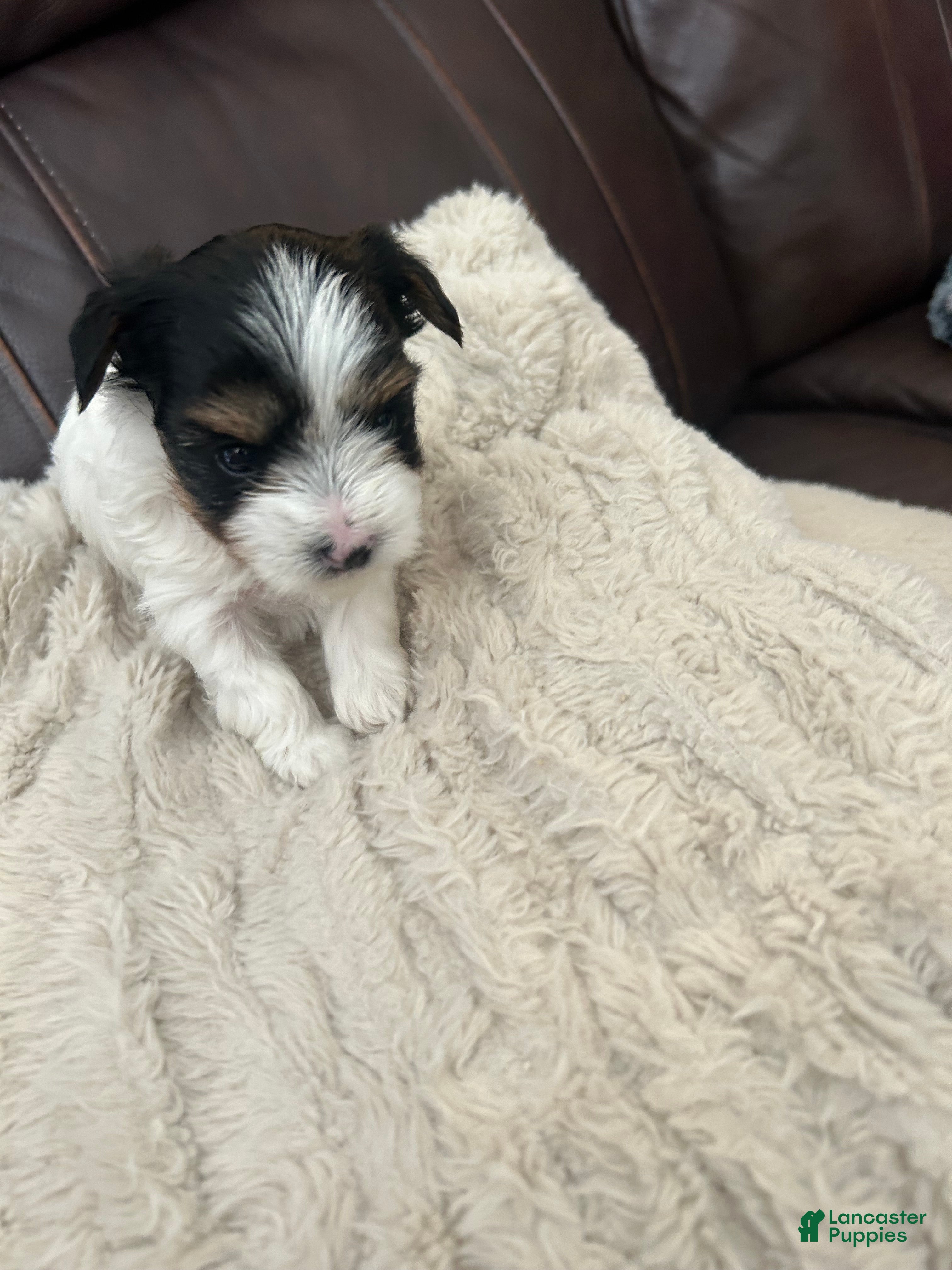 Yorkshire Terrier dogs Yorkshire Terrier 2 - Ad 1