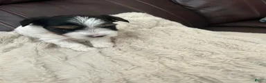 Yorkshire Terrier 2