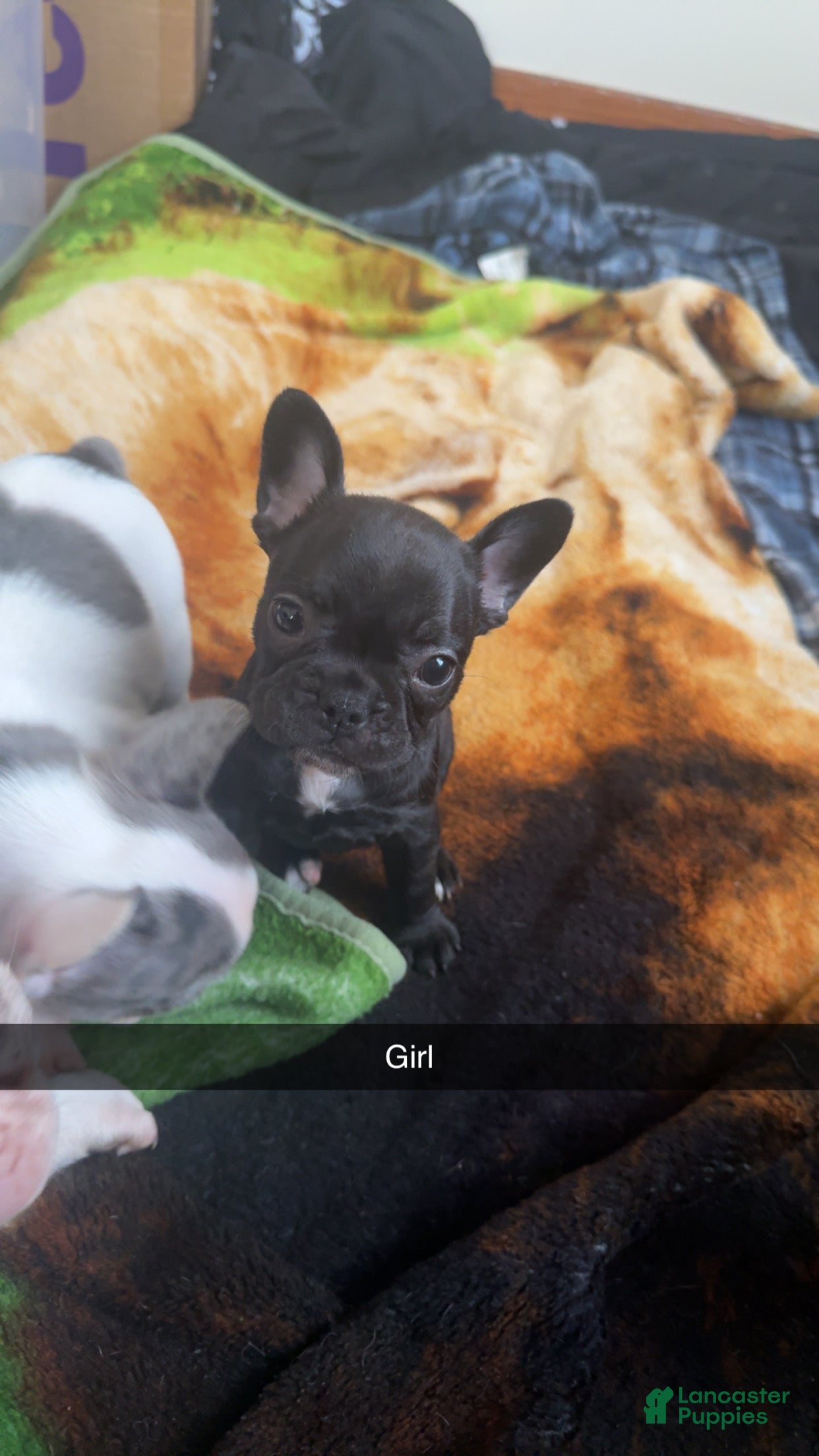 French Bulldog dogs French Bulldog 4 - Ad 36