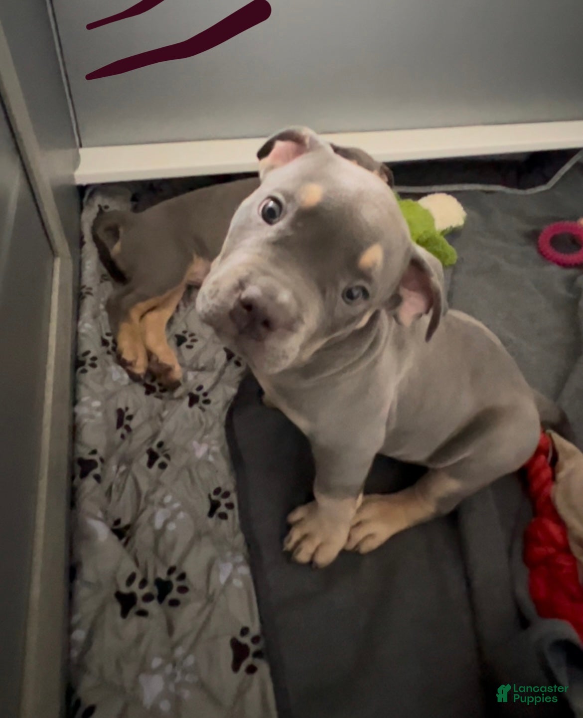 American Bully dogs Lainey  - Ad 21