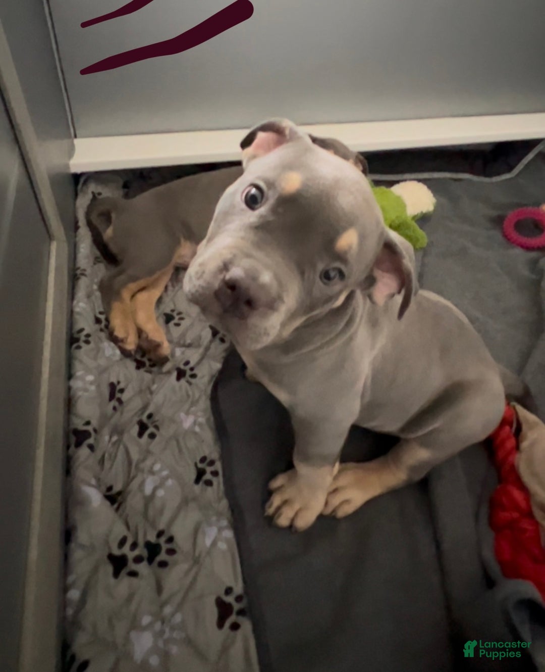 American Bully dogs for sale: Lainey  - Ad 1