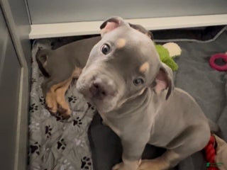 American Bully dogs Lainey - Ad 21