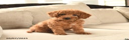 Miniature Labradoodle dogs for sale: Rusty - Ad 11