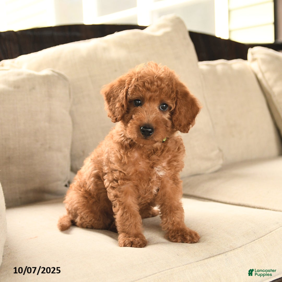 Miniature Labradoodle dogs for sale: Rusty - Ad 11