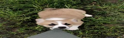 Welsh Corgi Pembroke dogs for sale: Maddie  - Ad 15
