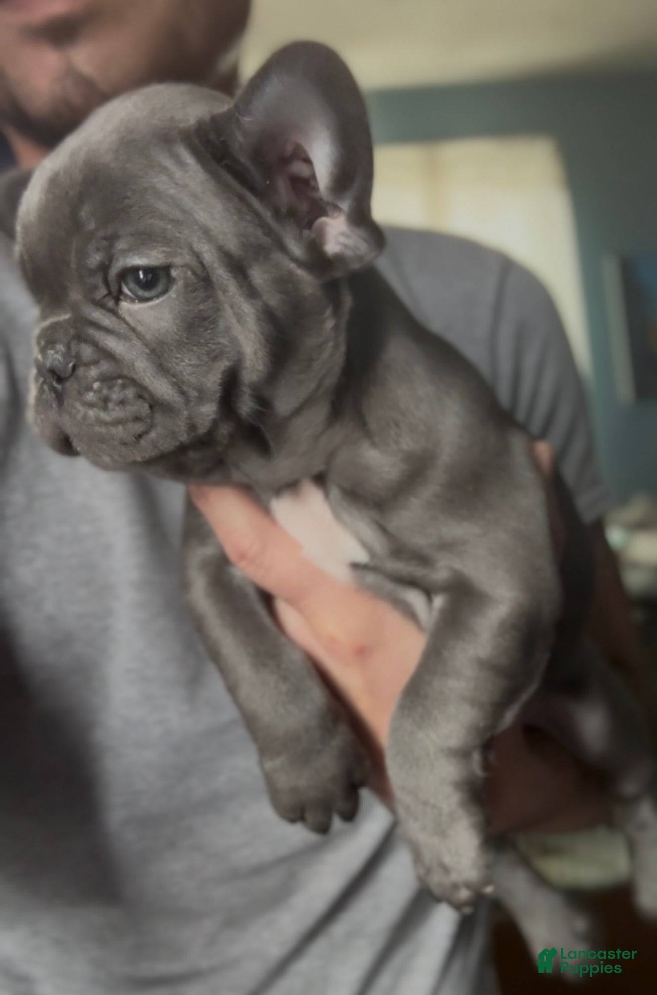 French Bulldog dogs Little Boy - Ad 20