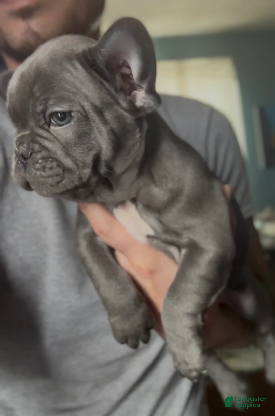 French Bulldog dogs for sale: Little Boy - Ad 1