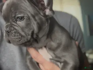 French Bulldog dogs Little Boy - Ad 20