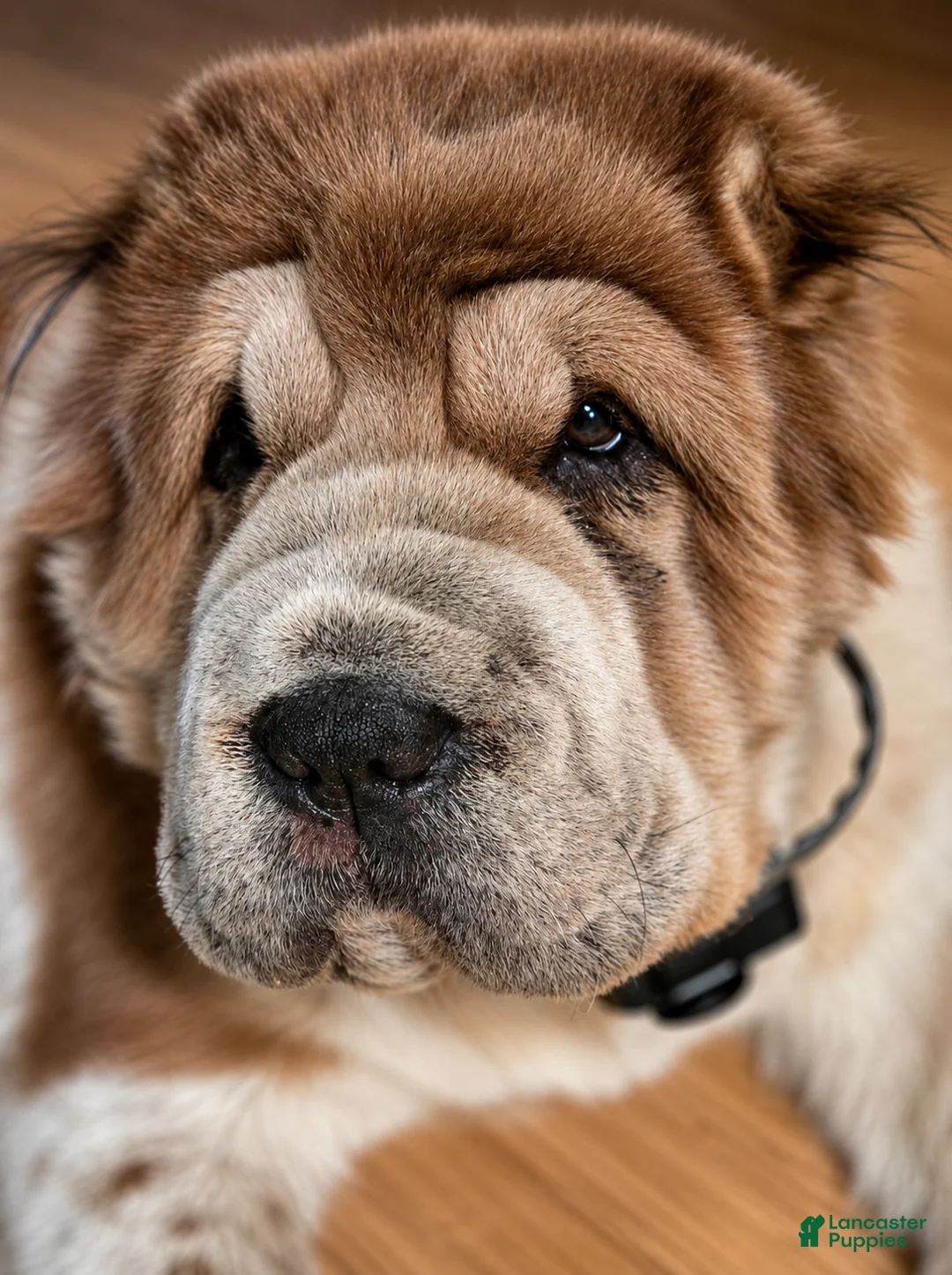 Shar Pei dogs for sale: GIZMO-3 year old male bearcoat sharpei - Ad 1