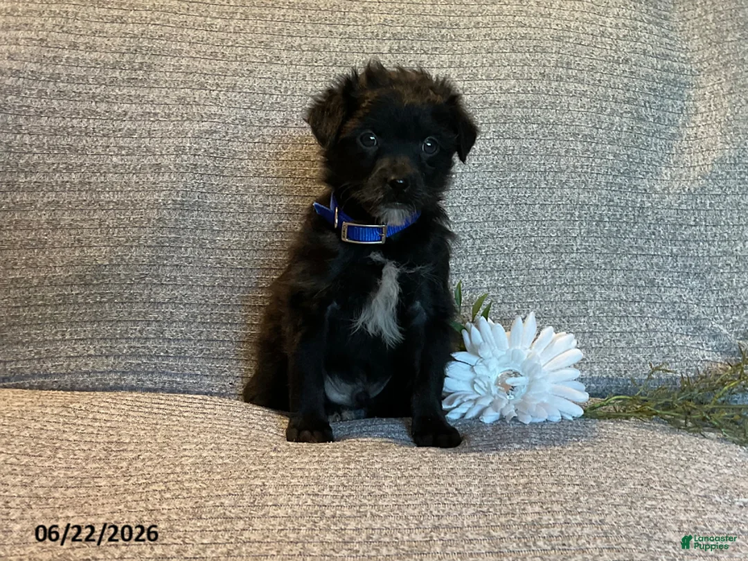 Mixed Breed dogs for sale: Leslie - Ad 1