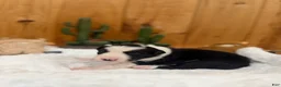 Border Collie dogs for sale: Girl 3 - Ad 1