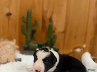 Border Collie dogs Girl 3 - Ad 4