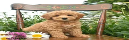 Miniature Poodle dogs for sale: Copper  - Ad 1