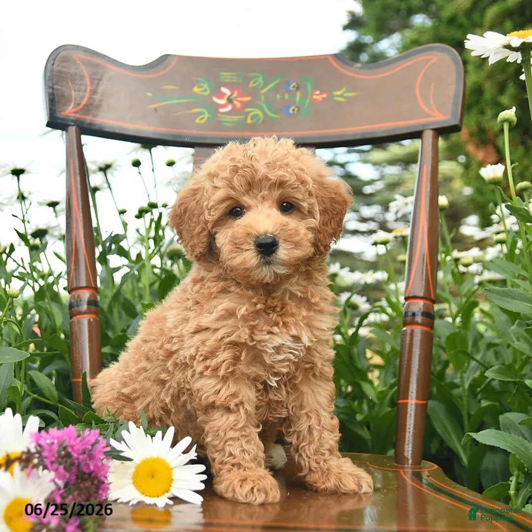 Miniature Poodle dogs for sale: Copper  - Ad 1