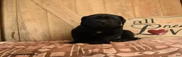 Cane Corso dogs for sale: Ranger - Ad 3