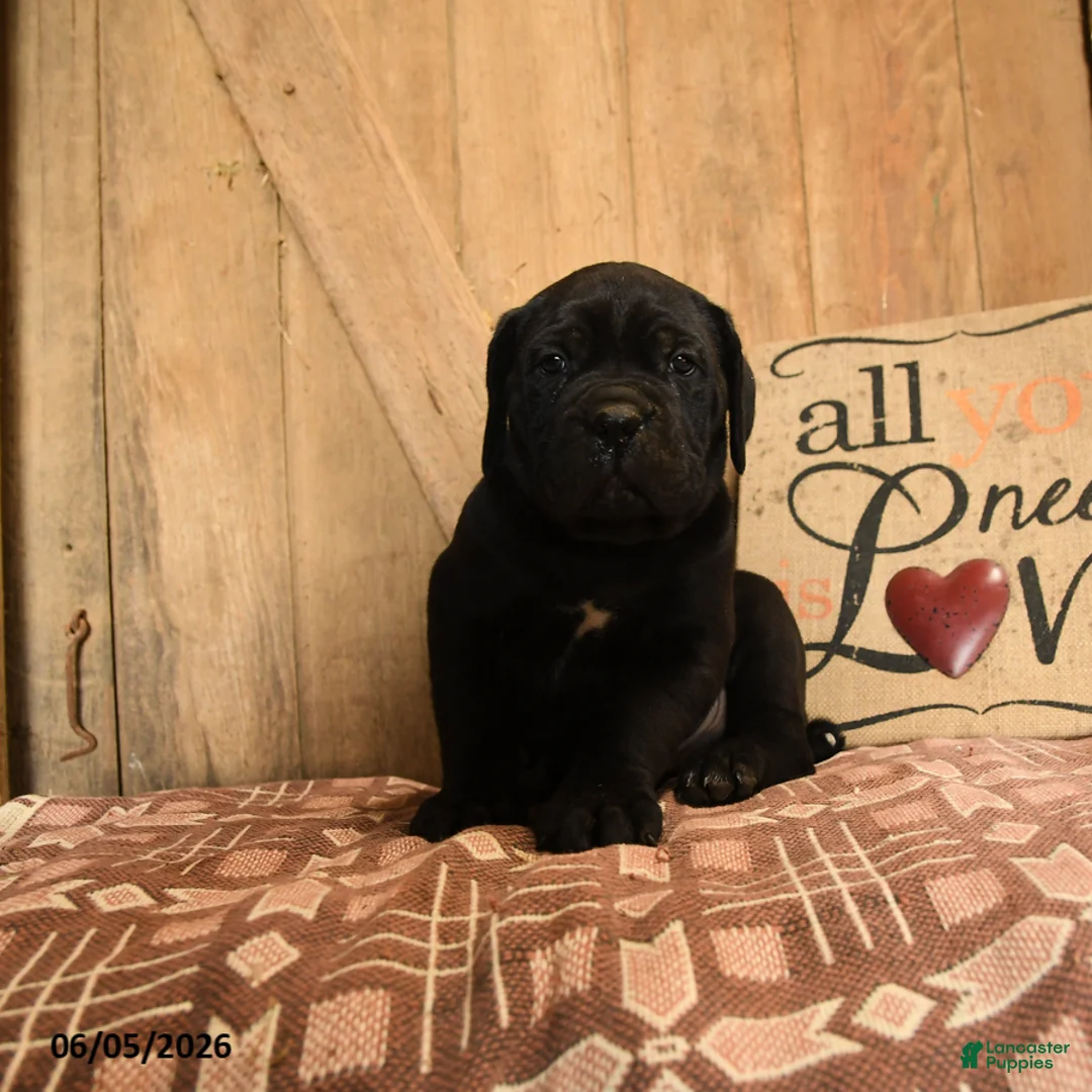 Cane Corso dogs for sale: Ranger - Ad 3