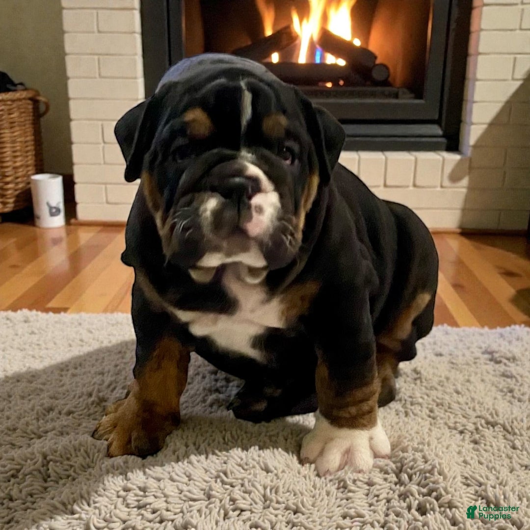 English Bulldog dogs for sale: Opal - Ad 2