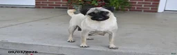 Pug dogs for sale: Tango - Ad 6