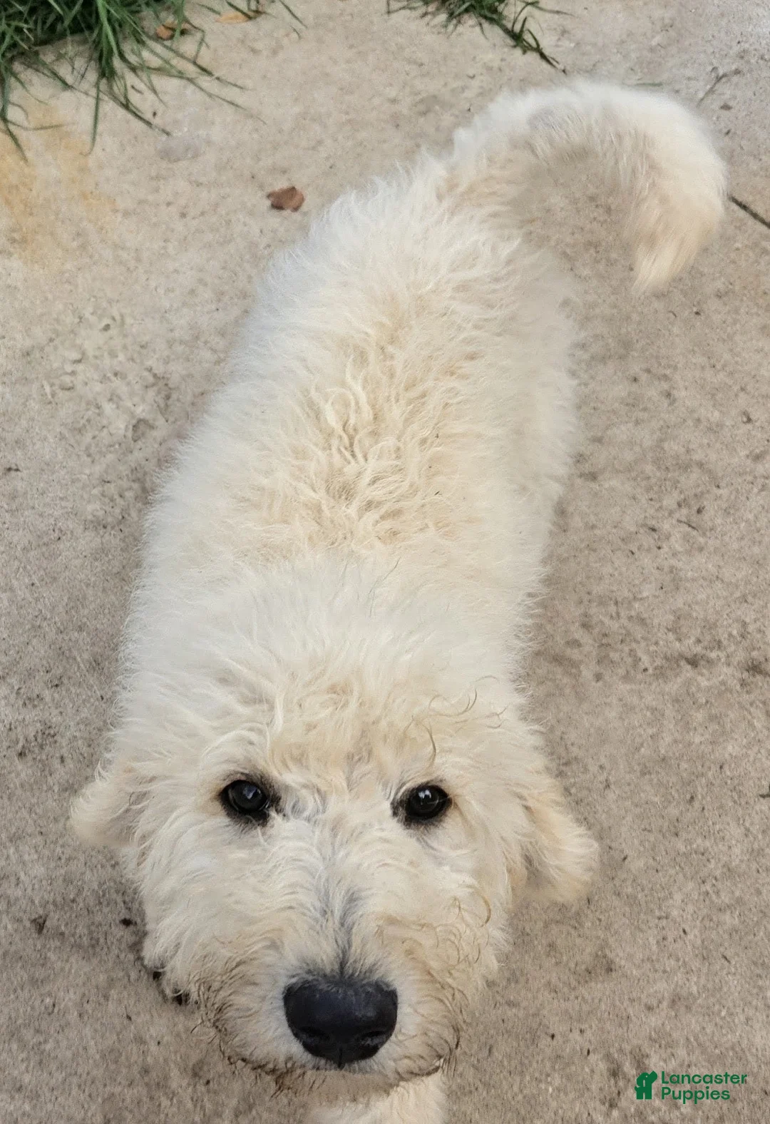 Labradoodle dogs for sale: Ben - Ad 2