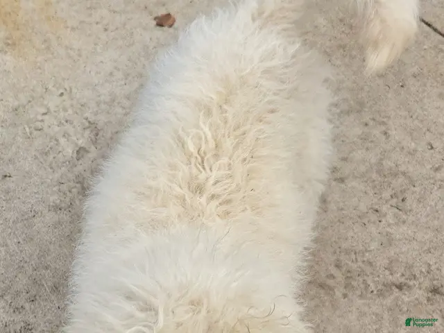 Labradoodle dogs for sale: Ben - Ad 2