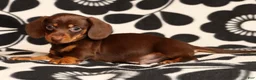 Miniature Dachshund dogs for sale: Ronnie - Ad 8