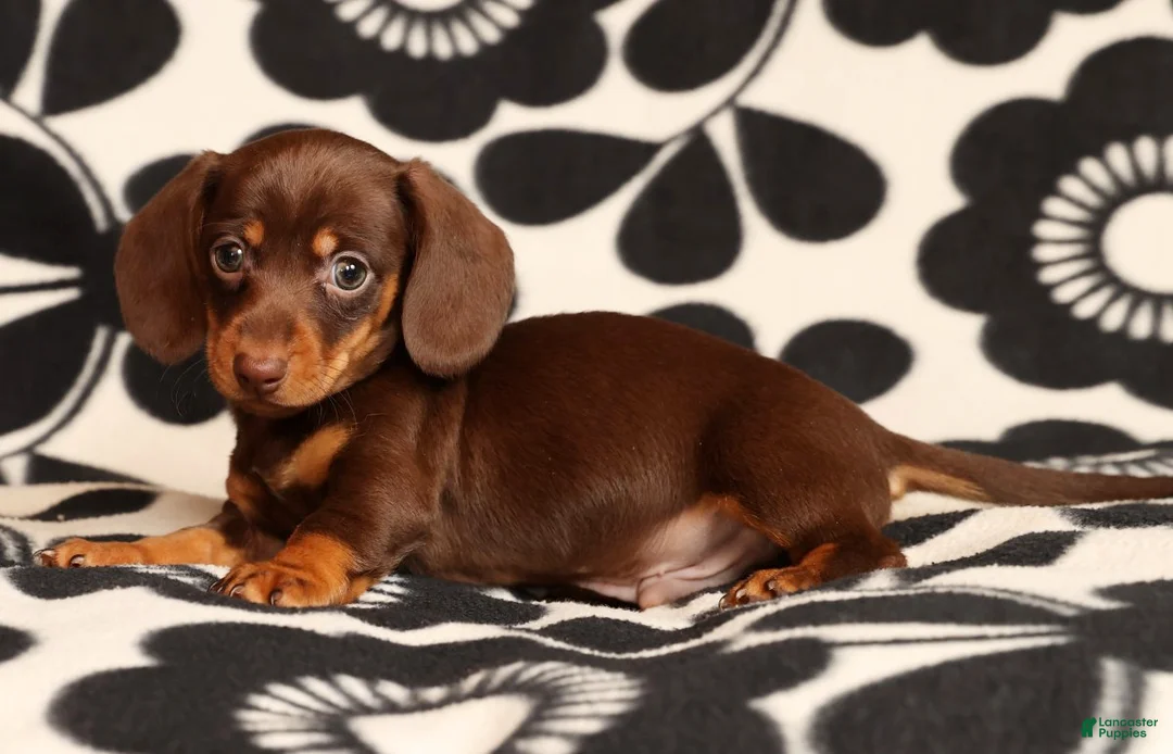 Miniature Dachshund dogs for sale: Ronnie - Ad 8