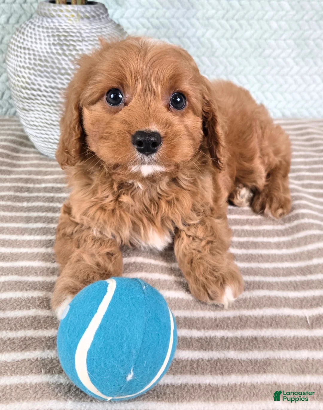 Cavapoo dogs for sale: Cosmo - Ad 2