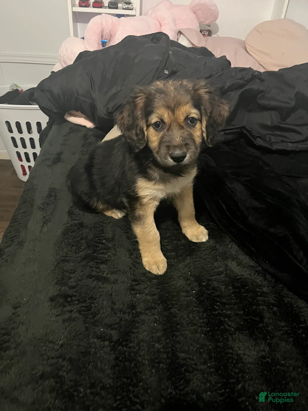 Mixed Breed dogs for sale: Mixed Breed Puppy 2 - Ad 2