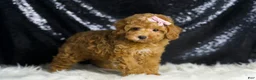 Toy Poodle dogs for sale: Patience - Ad 4