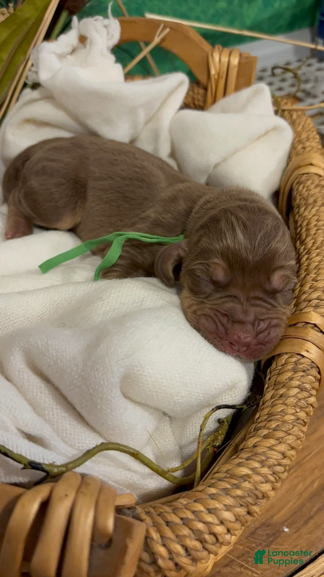 Bloodhound dogs for sale: Green collar male - Ad 2
