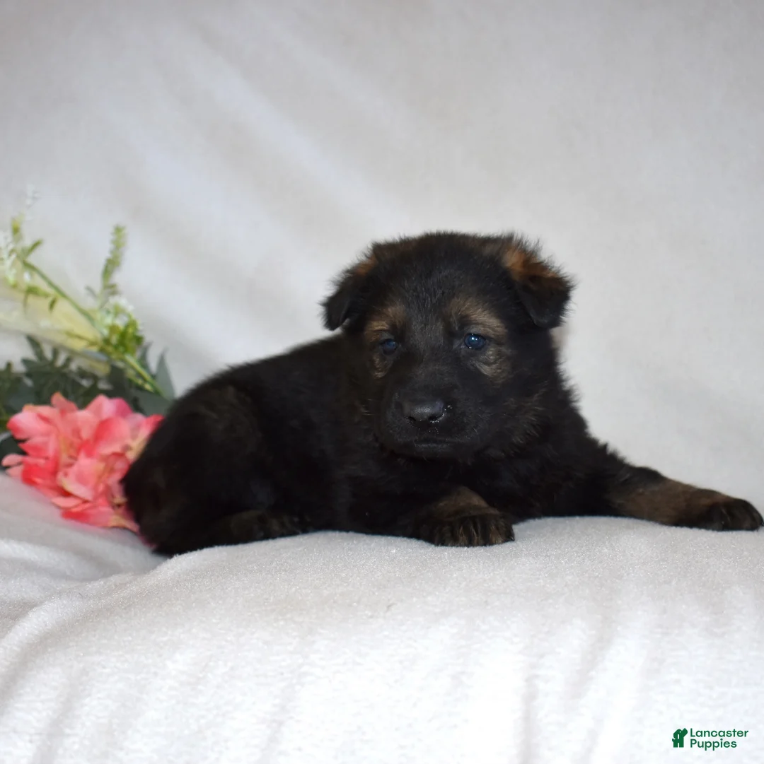 German Shepherd dogs for sale: Sheriff - Ad 5