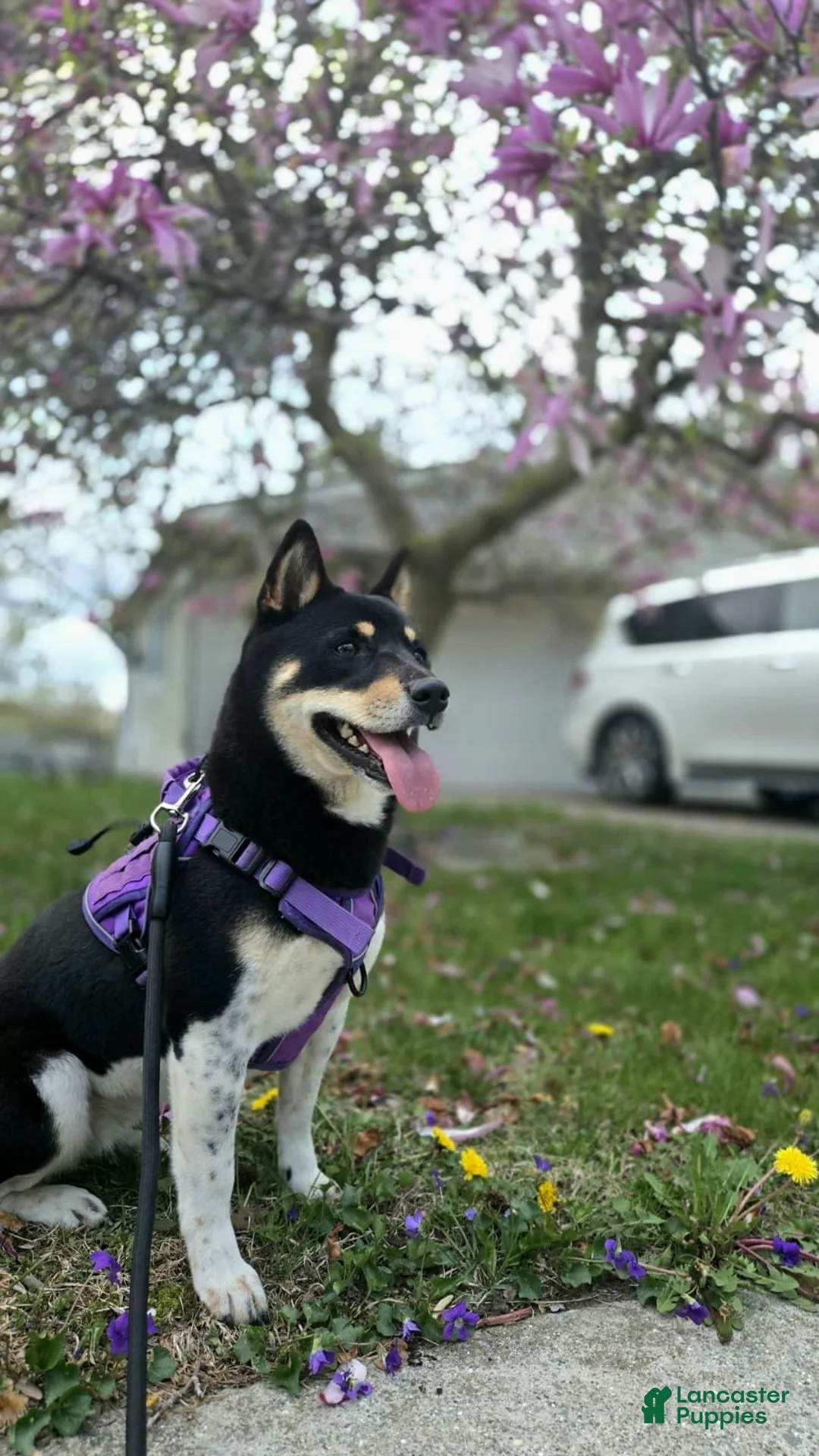 Shiba Inu dogs for sale: Male #2 - Individual coming soon! - Ad 2
