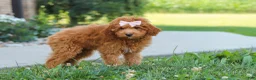 Cavapoo dogs for sale: Felecia - Ad 4