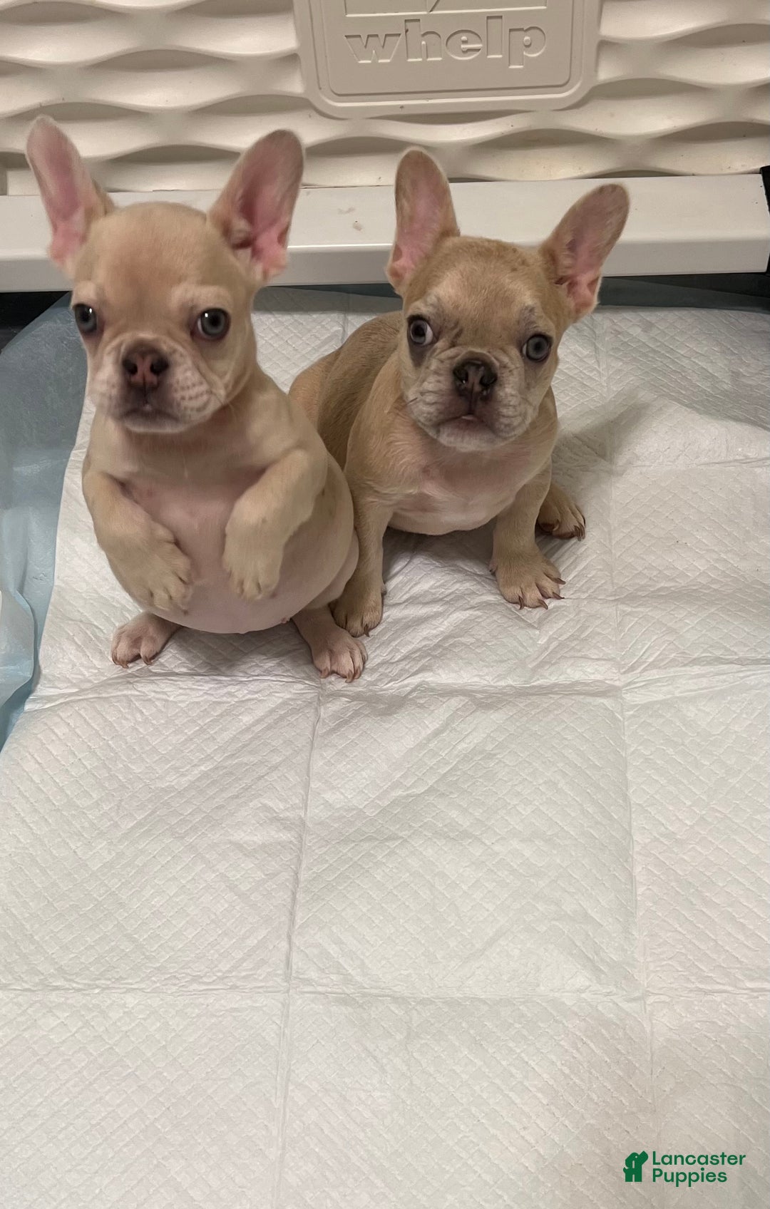 French Bulldog dogs for sale: Honey - Ad 1